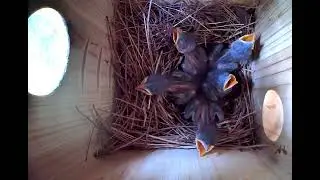 Bluebird Chicks In The Nest
