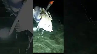 Menombak malam hari banyak ikan terjebak #630