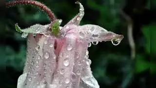 Бхагавадгита наших дней, современные пандавы и кауравы, 252
