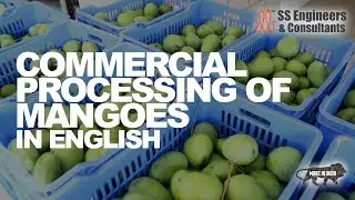 Mango sorting machine,🥭Mango ripening machine | Mango PackHouse, APEDA, Eradiation, Vapour Treatment