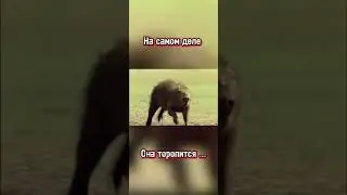 Куда торопится эта капибара? | #ищукапипару #capybara #video #капибара капибара бокс