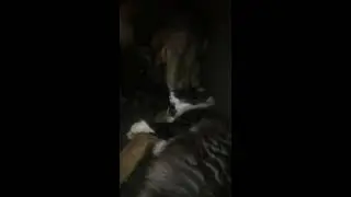 German shepherd grooms cat