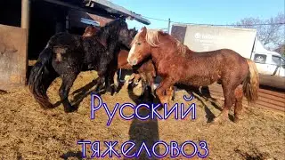 Куда поехал Жеребец Суффикс?