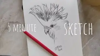 5 minute sketch - Pink Cockatoo - real time, ASMR