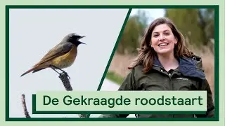 De Gekraagde roodstaart | Uitvogelen met Camilla