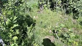 Рог на новом месте.