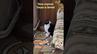 Тосе скучно. Tosya is bored.