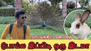 The Peacock 🦚 Garden in Dubai | Jumeirah Emirates Park | Free entry #raavanan_sl #birds