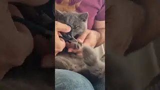 Trimming kitten's nails for the first time 🐾 #catsvideo #cutecat #kitten #kitty #britishshorthair