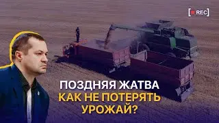 How to reduce the vegetation period of grain crops? Harvest 2024 in Kazakhstan
