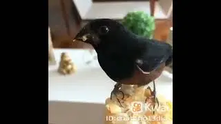 Curió adora um milho 🌽 verdinho