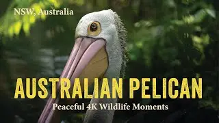 Australian Pelican in 4K – Peaceful Closeups | Wildlife for Kids