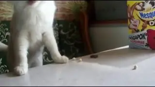 Кот VS Несквик