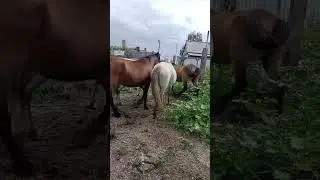 Биелер сатылады, 87052467379 Павлодар облысы,500 мыңнан, Май ауданы Баскөл ауылы