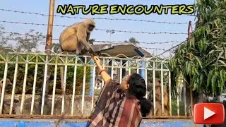 Nature Encounters | Monkey Love | Animal Lover | Monkey feeding | Monkey Kids 