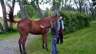 Abby with NPSultan-3/4 arab