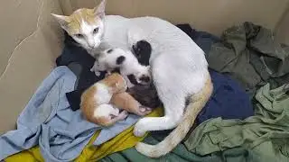 Mom cat cleaning her baby kittens