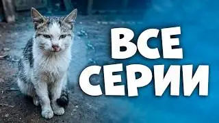 Спасение котика с раной на шее. Все серии подряд / SANI vlog