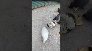 pizza! #shorts #pizza #animals #crazy #sub