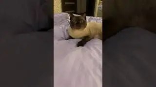 #cat