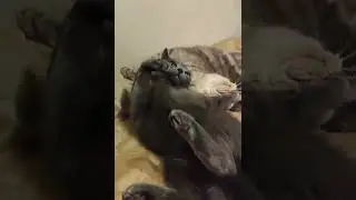 коты разбойники
