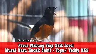 Tampil Perdana Pasca Mabung Murai Batu Kecak Sakti Langsung Ngamuk