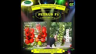 PETRUS F1