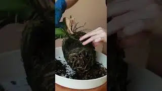 Фаленопсис с улицы 