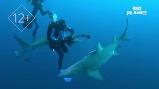 Мир морских глубин