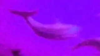 Atlantic Ocean - Waterfall '96