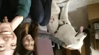 We All Love Tyler's Dog (and Cat) || Christmas Vlog 2015