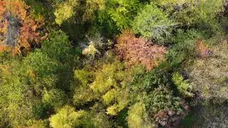 Fly over fall forest with drone