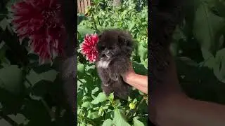 Малышок ❤️ #любовь #счастье #puppy #щенок #дети