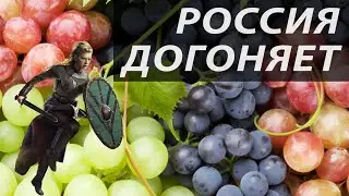 Grape Harvest 2019 | Russia Lagging Behind in Grapes | Viking Grapes