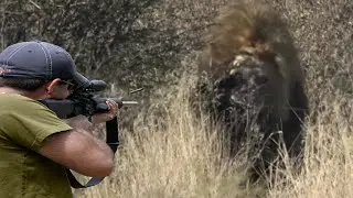 صراع بين الأسود والصياد على الهيمنة 😱🔥👍👌 الجزء 1