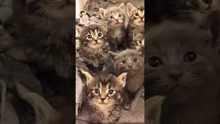 лучшие моменты фортнайт приколы стрим 
