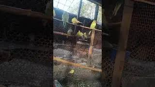 Love birds 💖🦜🦜