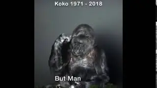 KOKO MEME