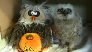 Baby owl and toy sing Monster Mash
