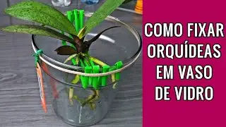 Como fixar Orquideas em vaso de vidro | Assim fica muito fácil cultivar Orquídeas em vidro