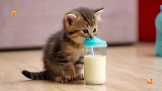 Cute Baby Kittens Drinking Milk 🍼😸💖