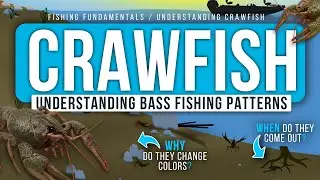 Understanding CRAWFISH Behavior to Catch MORE BASS! (Colors, Patterns, Environment)
