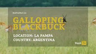 Bush TV - Blackbuck gallop