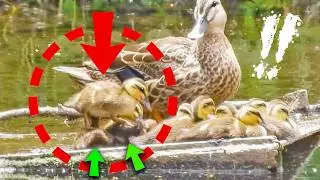 Ducklings wake up & run after oversleeping🐤 Mother duck waits🦆
