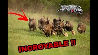 Chasse en battue aux sangliers. TIRS  sur une GROSSE COMPAGNIE