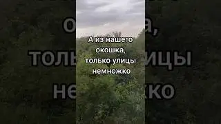 Вид из моего окна, как в лесу