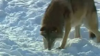 Почта России @SiberianSolntsepek