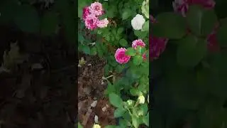 июль