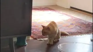 FOPS   Feline Orofacial Pain Syndrome - Синдром орофациальной боли кошек