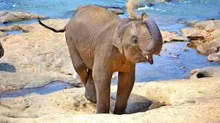 Baby Elephant Funny Videos #shorts